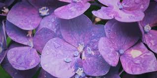 purple flower that symbolizes one's first love